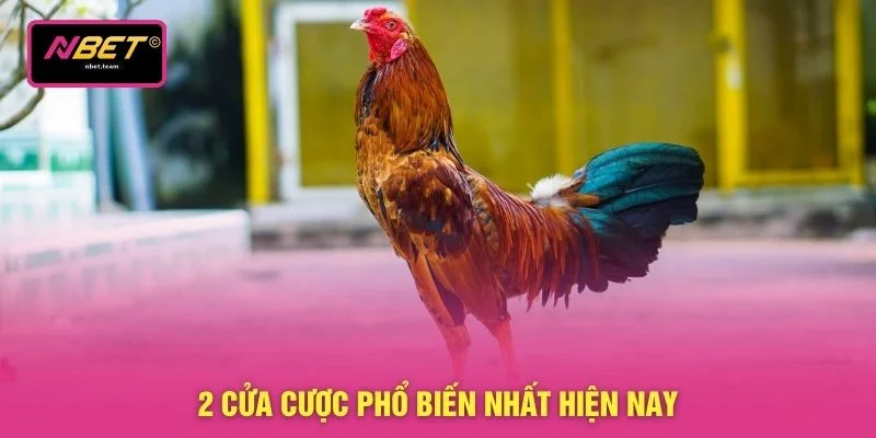 Đá Gà Tre - Hướng Dẫn Chi Tiết 3 Nguyên Tắc Chọi Kê 4 2 cửa cược phổ biến nhất hiện nay