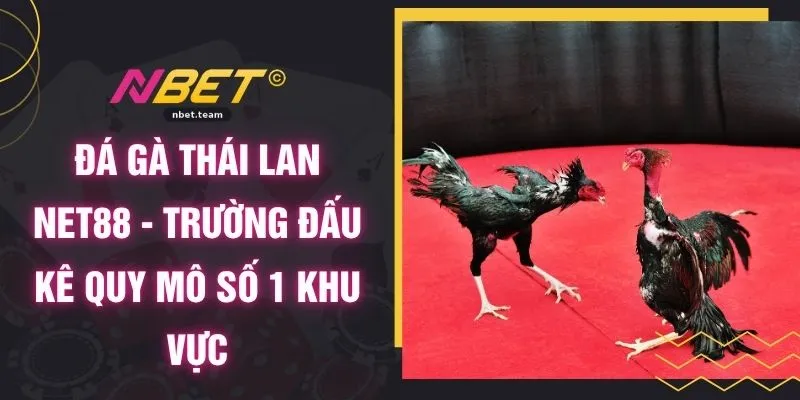 Đá Gà Thái Lan NBET - Trường Đấu Kê Quy Mô Số 1 Khu Vực