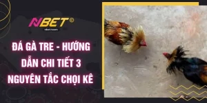 Đá Gà Tre - Hướng Dẫn Chi Tiết 3 Nguyên Tắc Chọi Kê