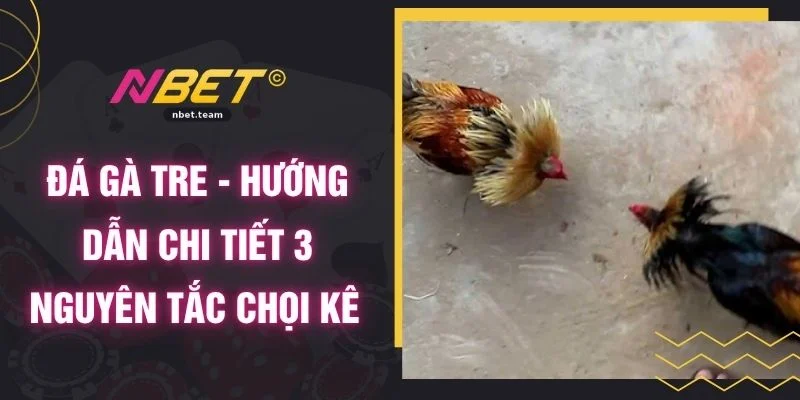 Đá Gà Tre - Hướng Dẫn Chi Tiết 3 Nguyên Tắc Chọi Kê 1 Đá Gà Tre - Hướng Dẫn Chi Tiết 3 Nguyên Tắc Chọi Kê