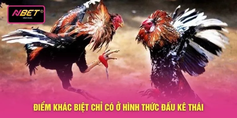 Điểm khác biệt chỉ có ở hình thức đấu kê Thái