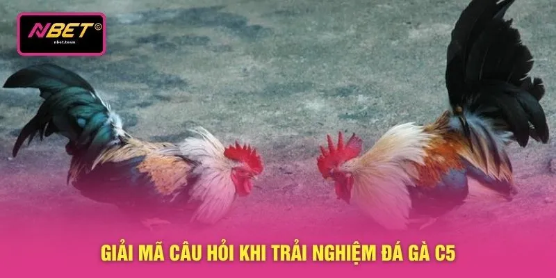 Giải mã câu hỏi khi trải nghiệm đá gà C5