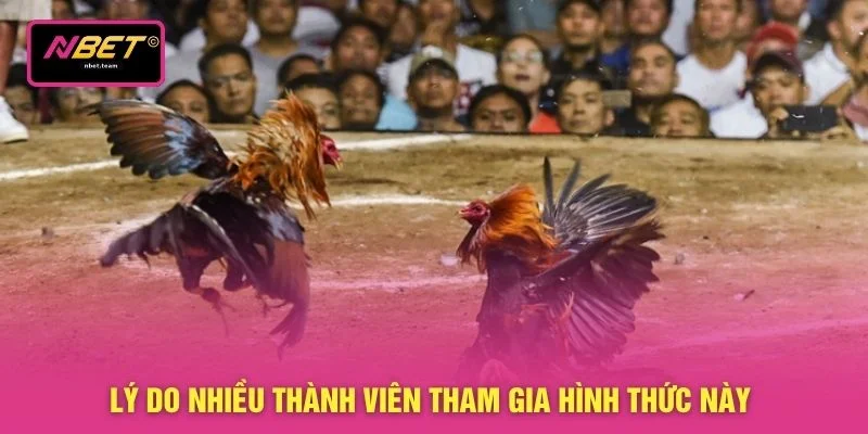 Đá Gà Tre - Hướng Dẫn Chi Tiết 3 Nguyên Tắc Chọi Kê 3 Lý do nhiều thành viên tham gia hình thức này