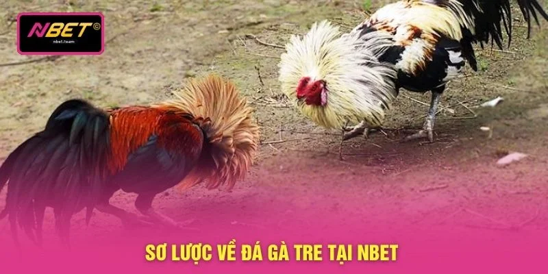 Đá Gà Tre - Hướng Dẫn Chi Tiết 3 Nguyên Tắc Chọi Kê 2 Sơ lược về đá gà tre tại NBET