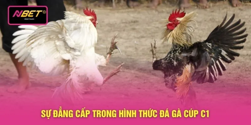 Sự đẳng cấp trong hình thức đá gà cúp C1