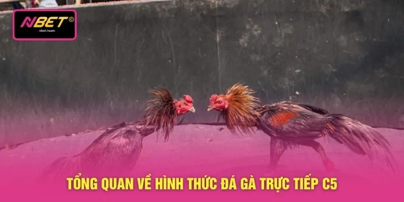 Tổng quan về hình thức đá gà trực tiếp C5